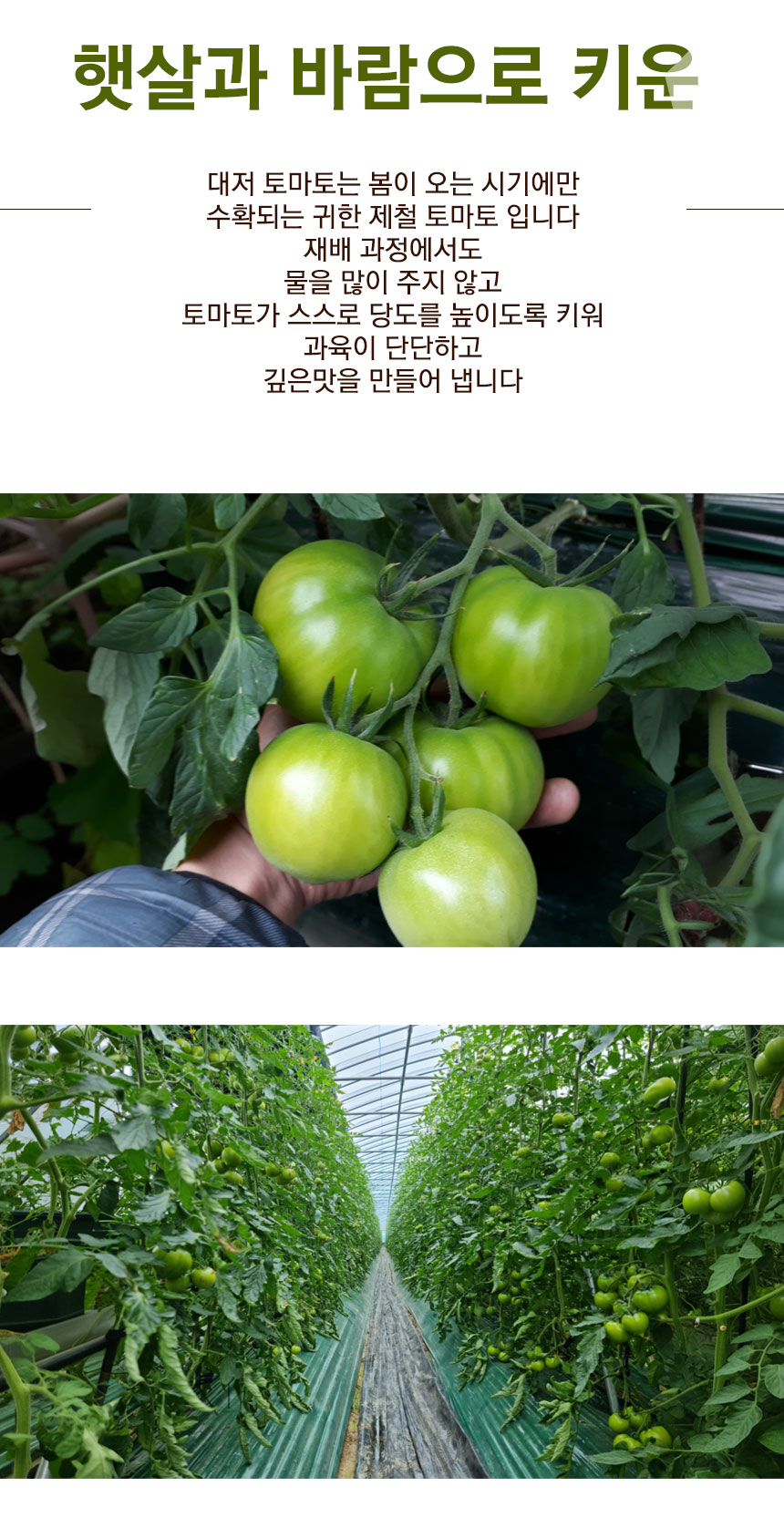 tomato_2026_03.jpg