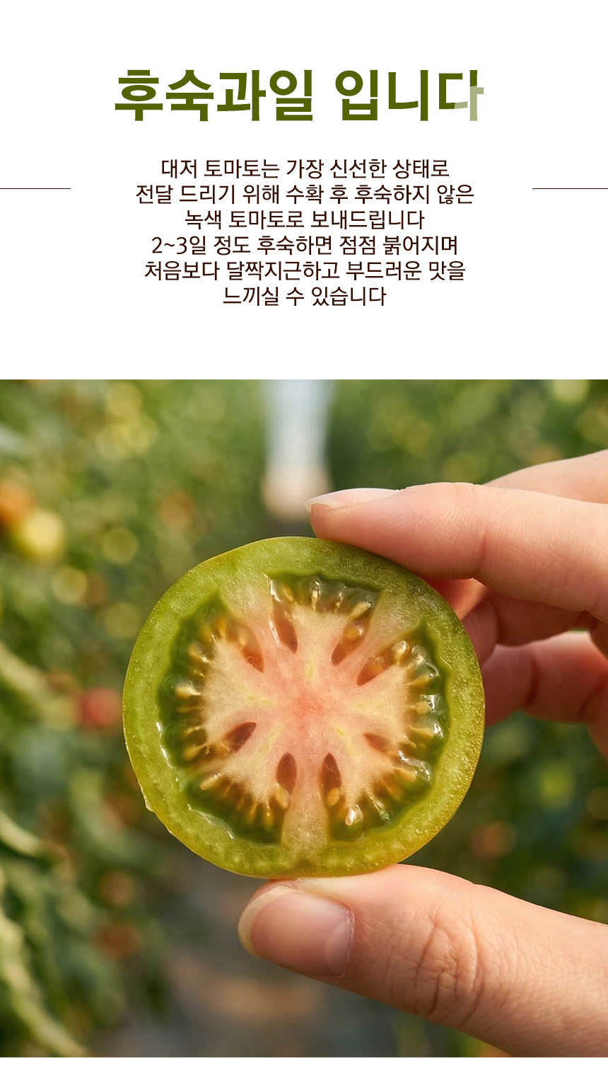 tomato_2026_06.jpg