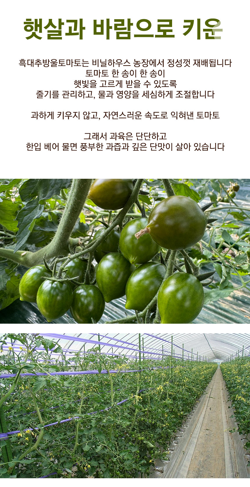 blacktomato_2026_03.jpg