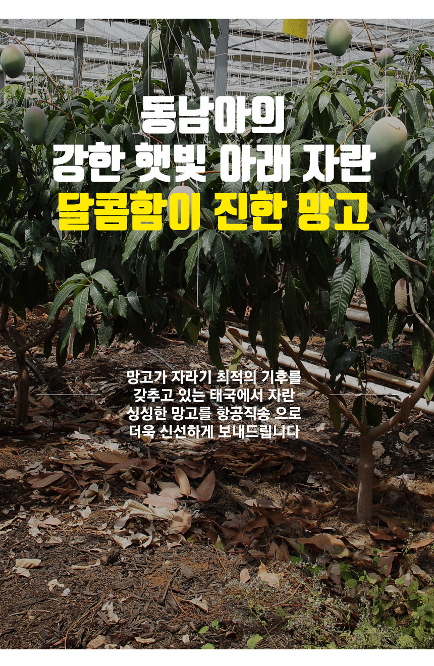 gold_mango_2024_03.jpg