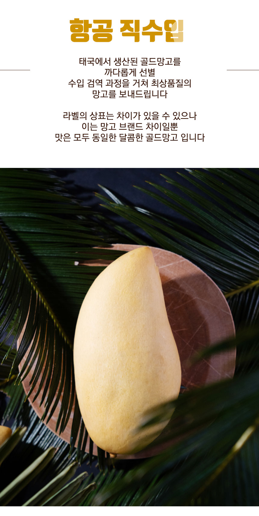 gold_mango_2024_05.jpg