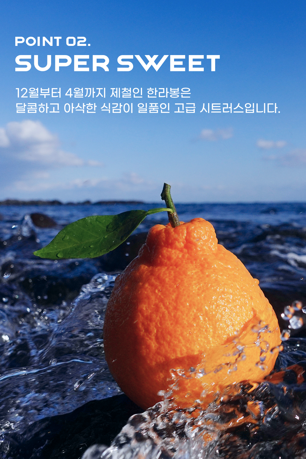 251201_한라봉_12.jpg