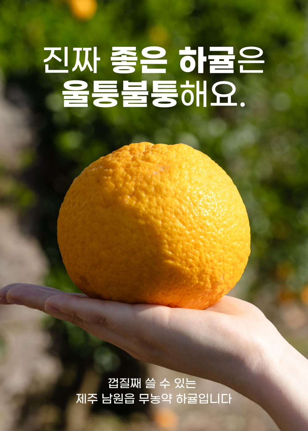 260430_하귤_01-1.jpg