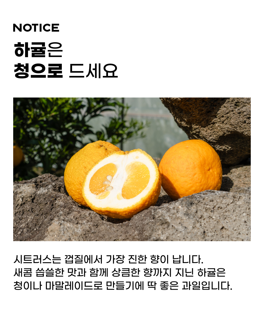 260430_하귤_02-1.jpg