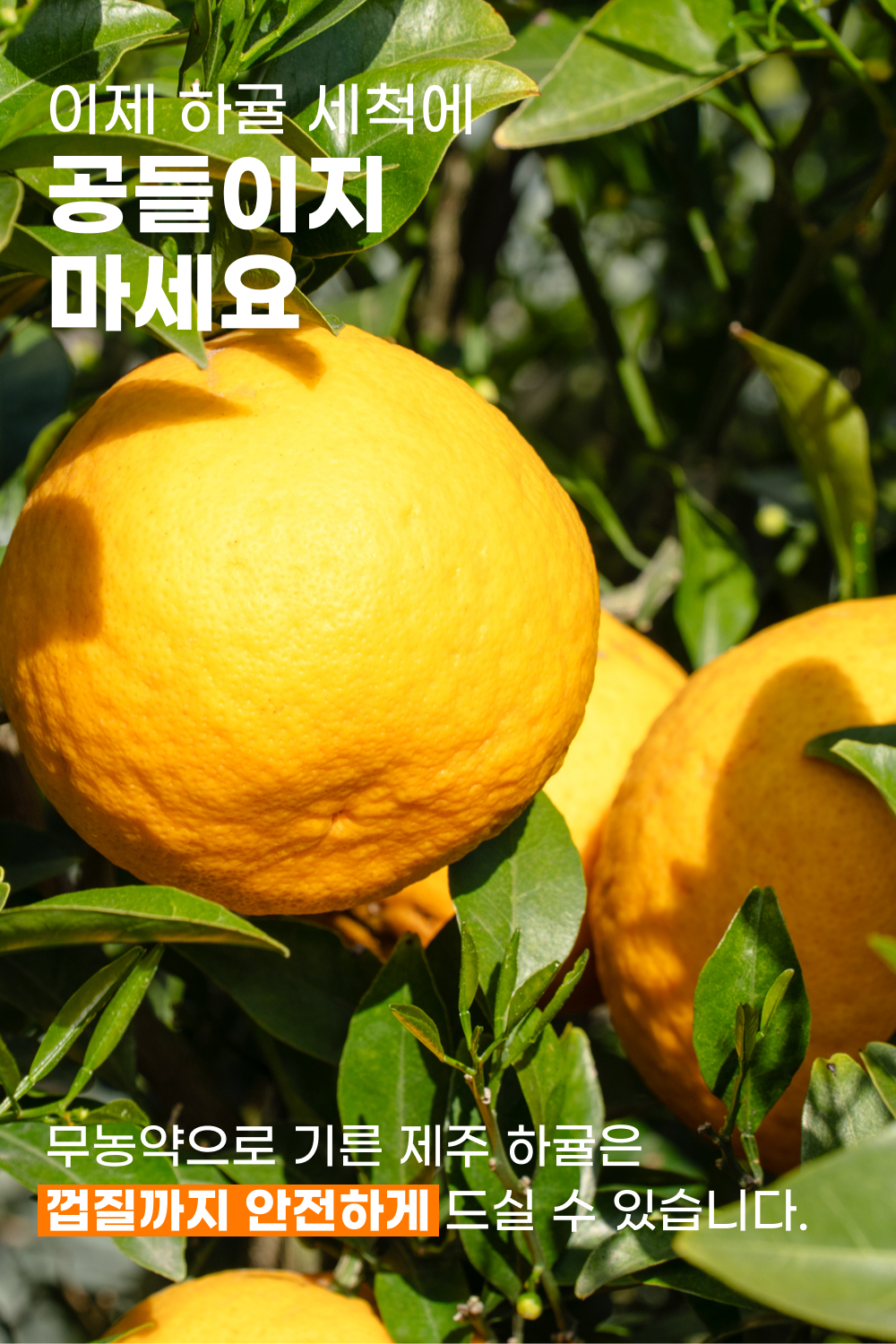 260430_하귤_04-2.jpg
