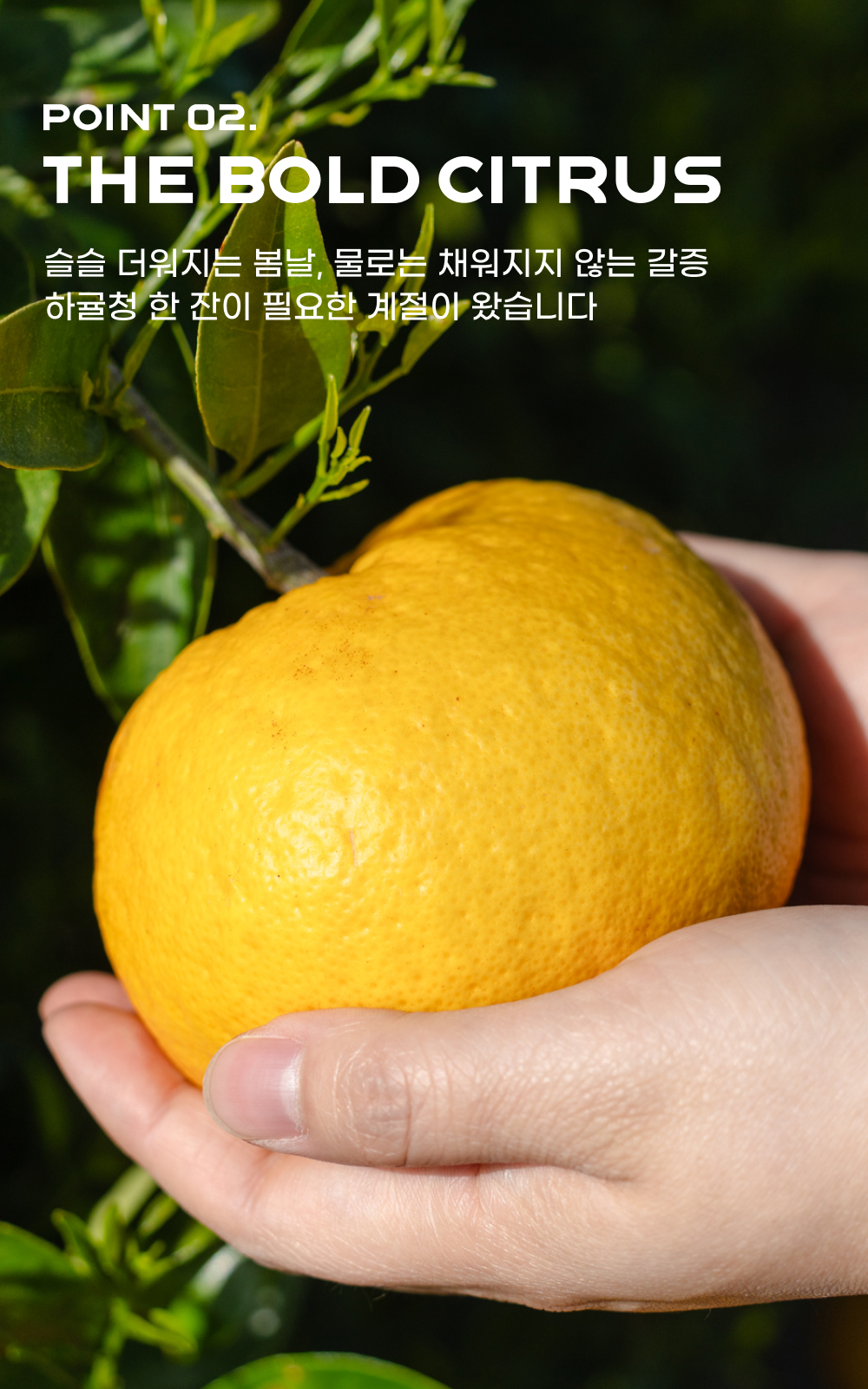 260430_하귤_10-1.jpg