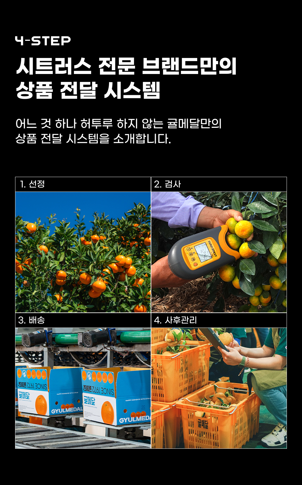 260430_하귤_12.jpg