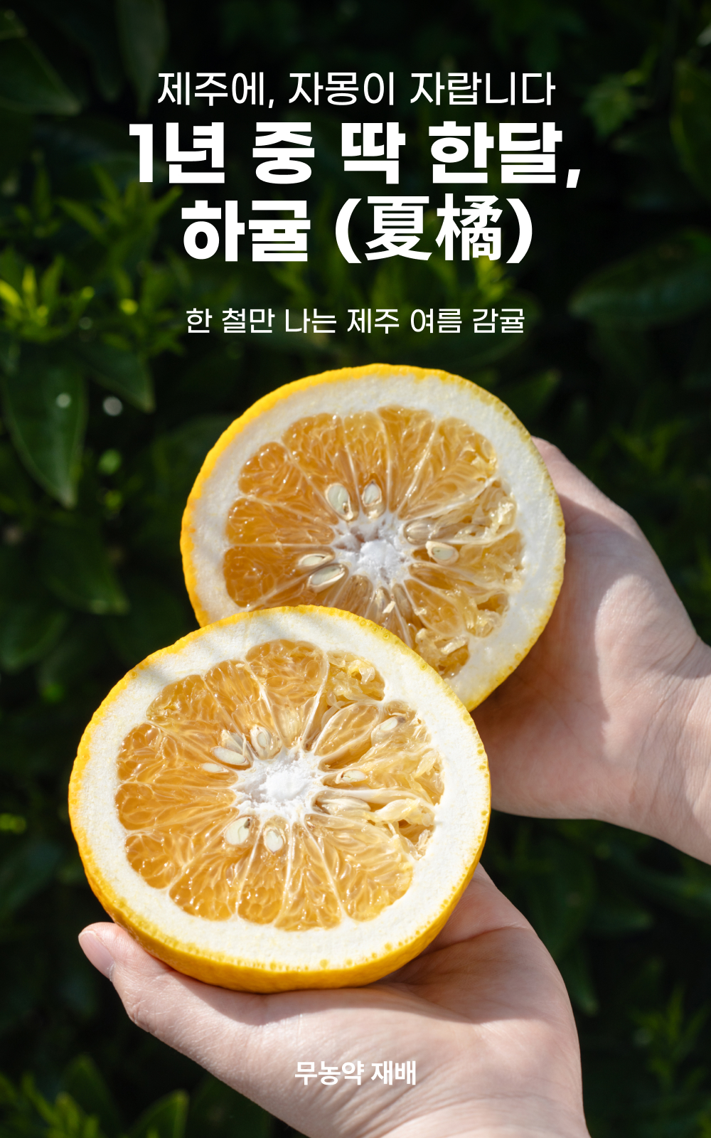 260430_하귤_00.jpg