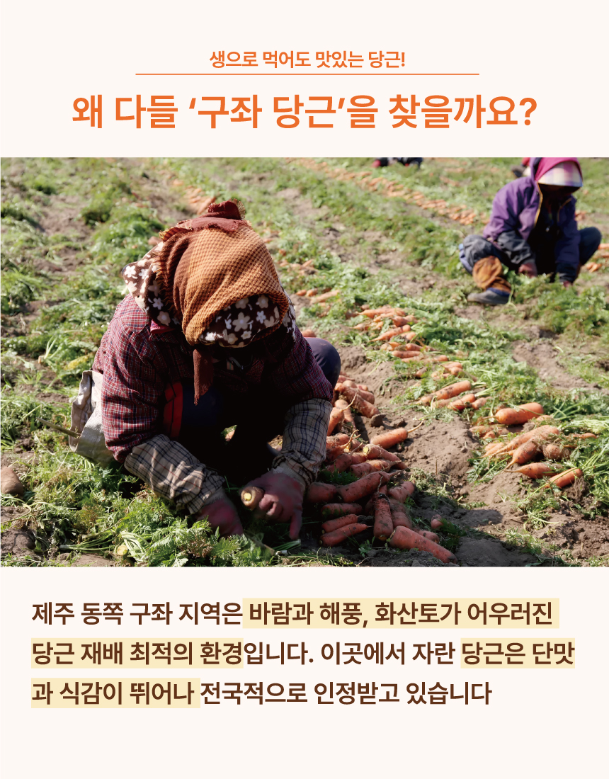 다미_구좌당근_03.jpg