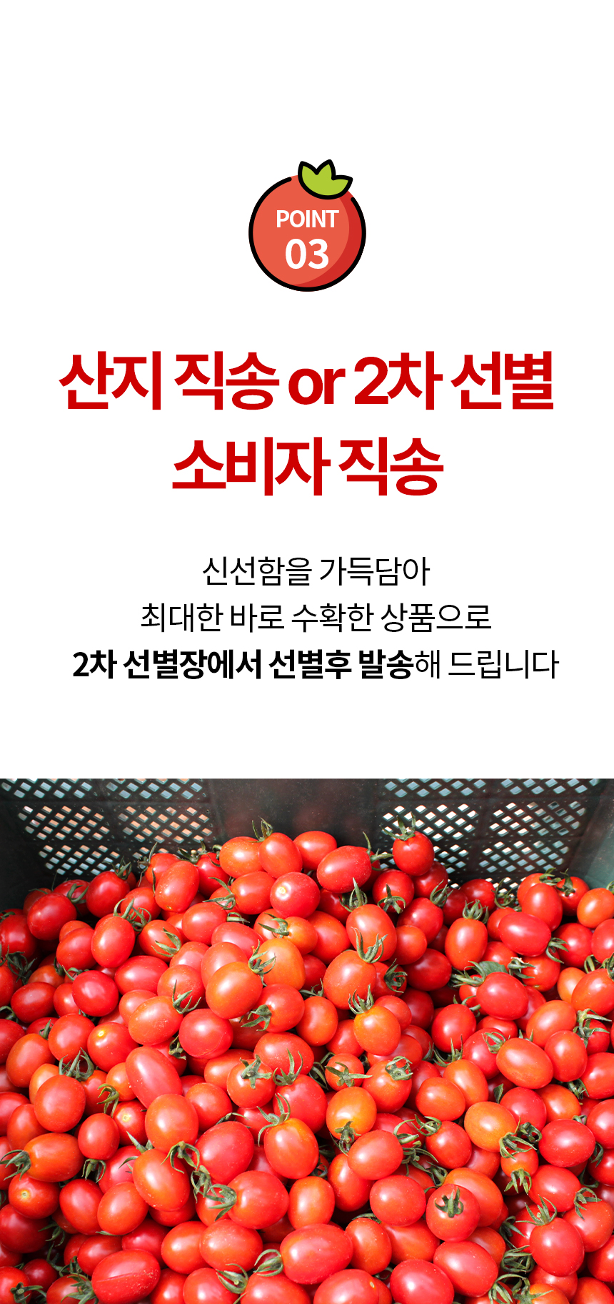 860_스테비아-방울토마토_06.jpg