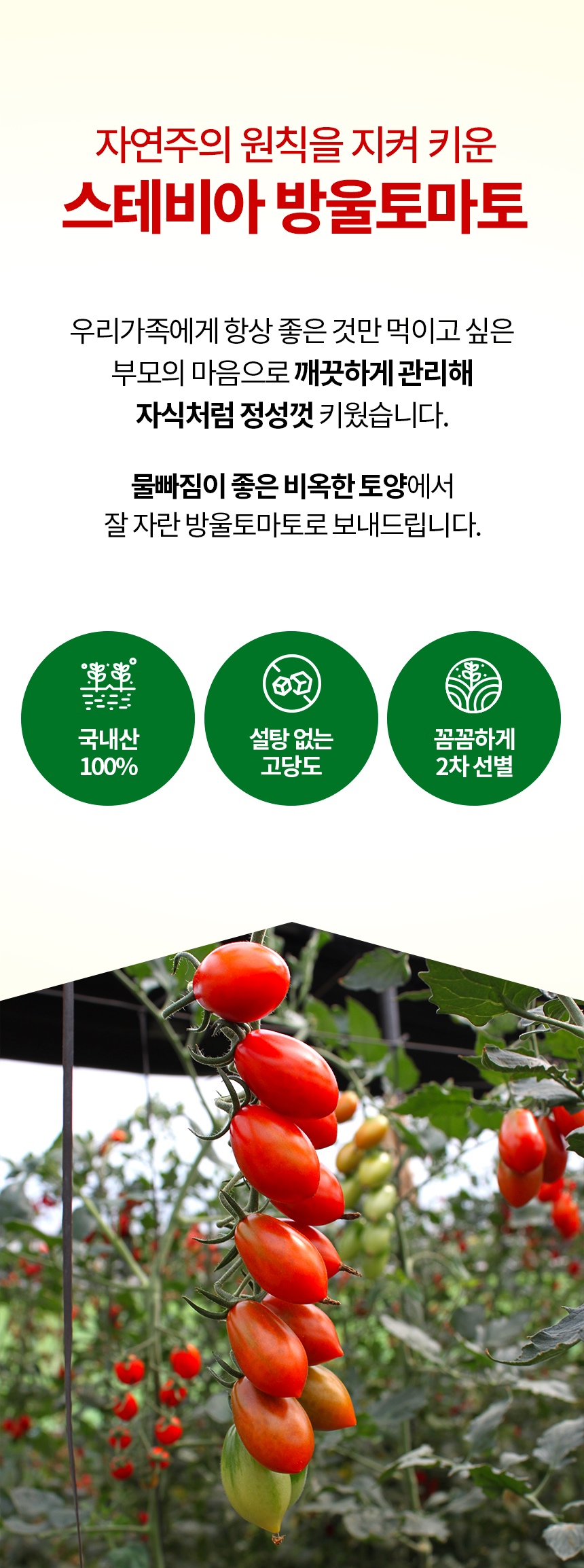860_스테비아-방울토마토_02.jpg