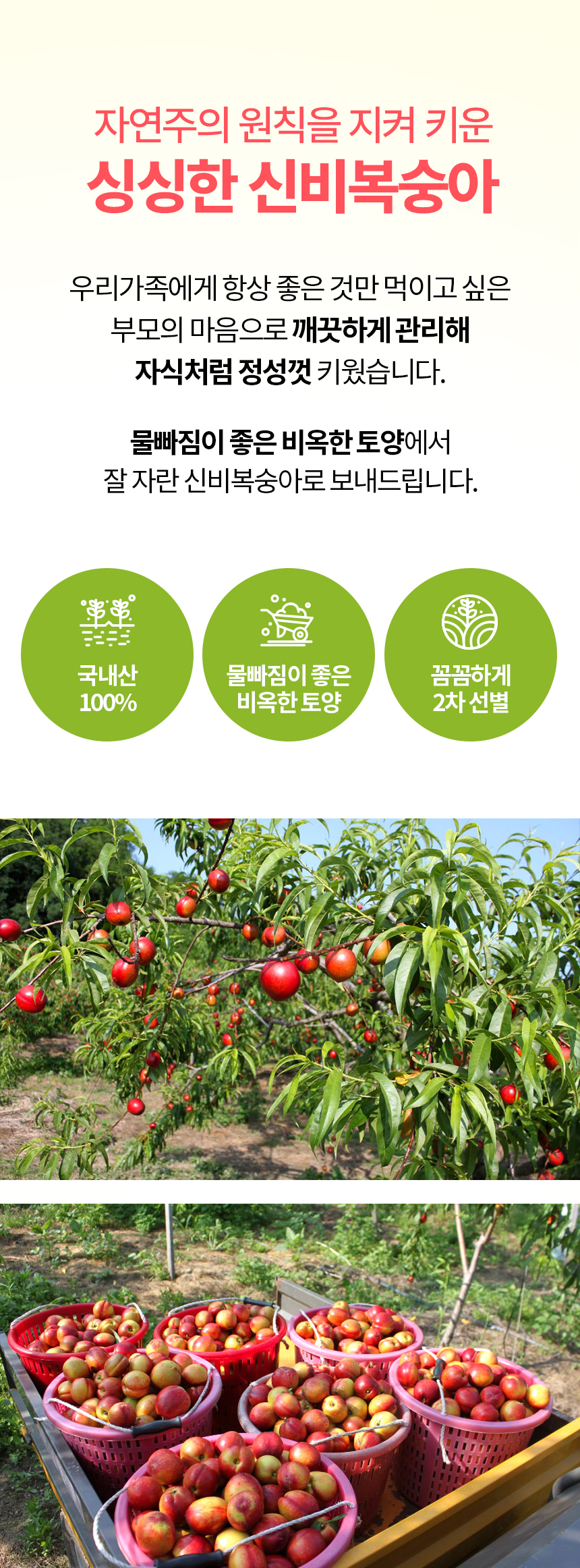 860_신비복숭아_03.jpg