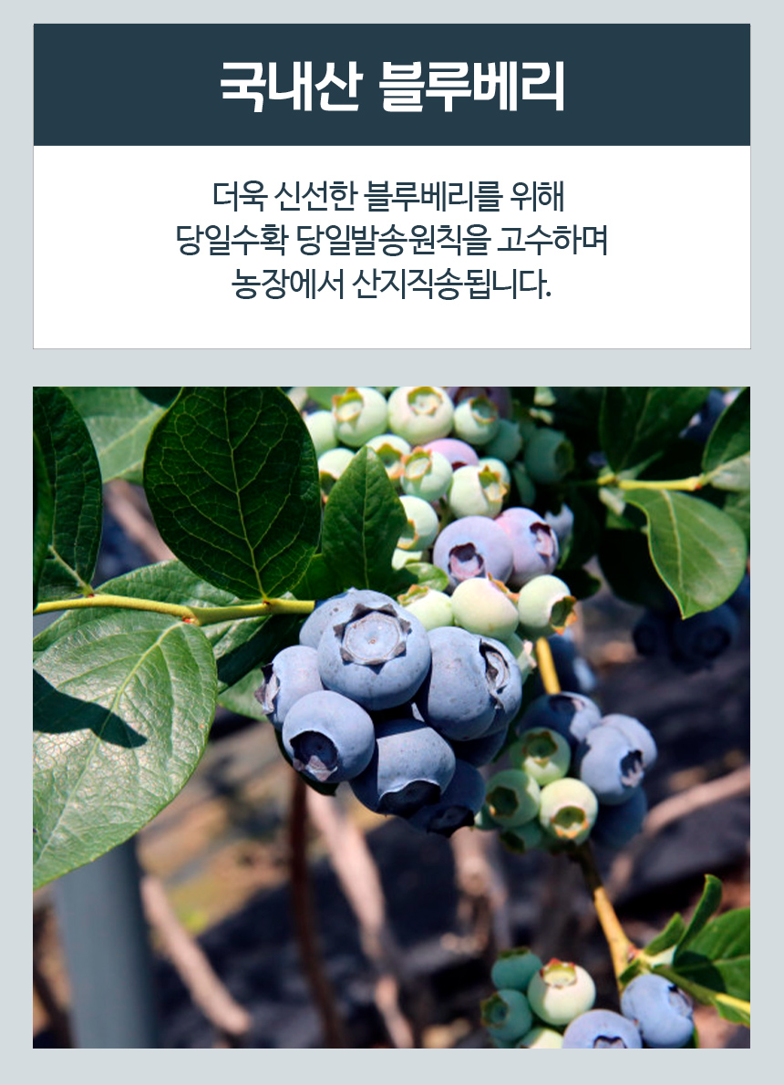 블루베리_02.jpg