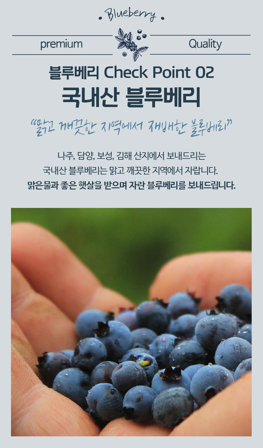 블루베리_06.jpg