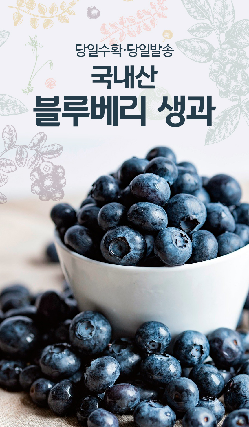 블루베리_01.jpg