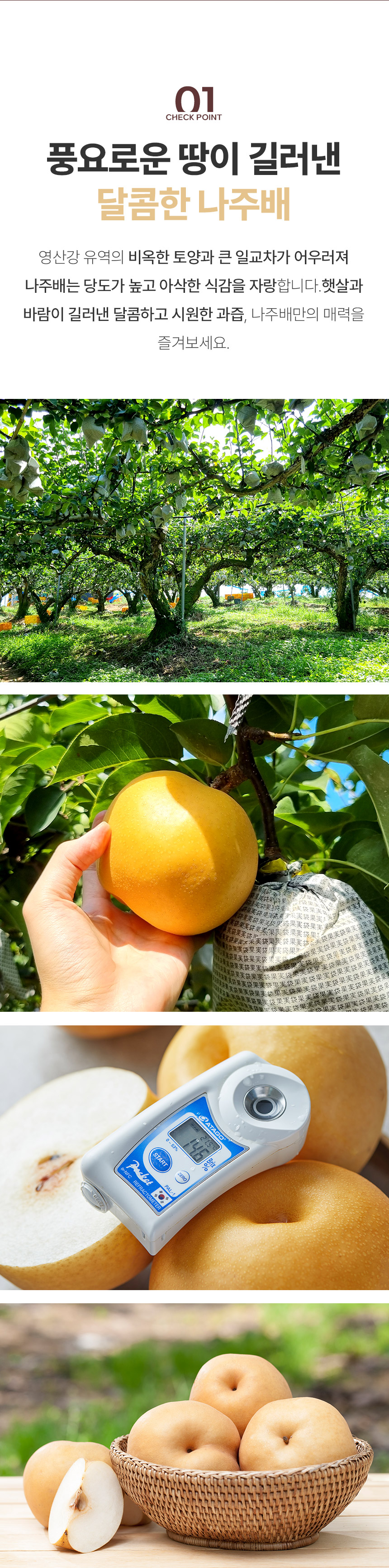 pear_003_11.jpg