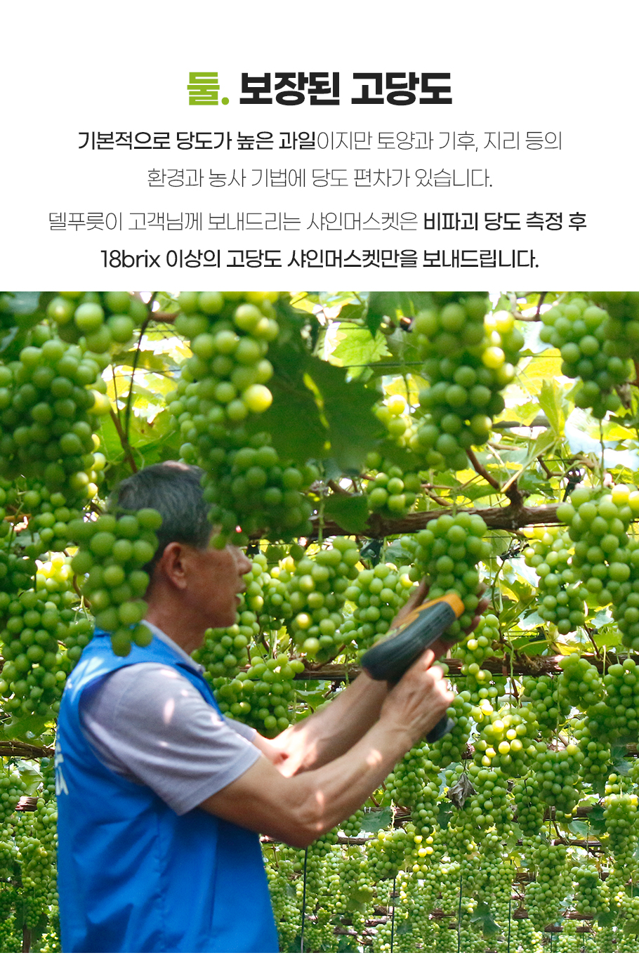 01-샤인머스켓_07.jpg