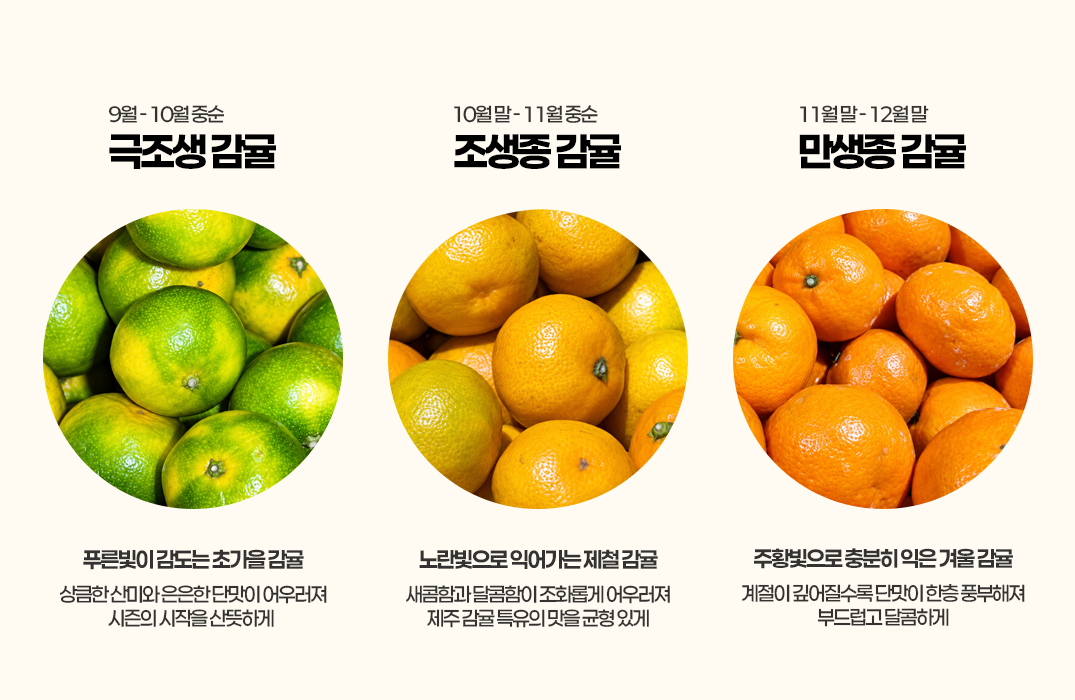 2026_품종별_감귤.png