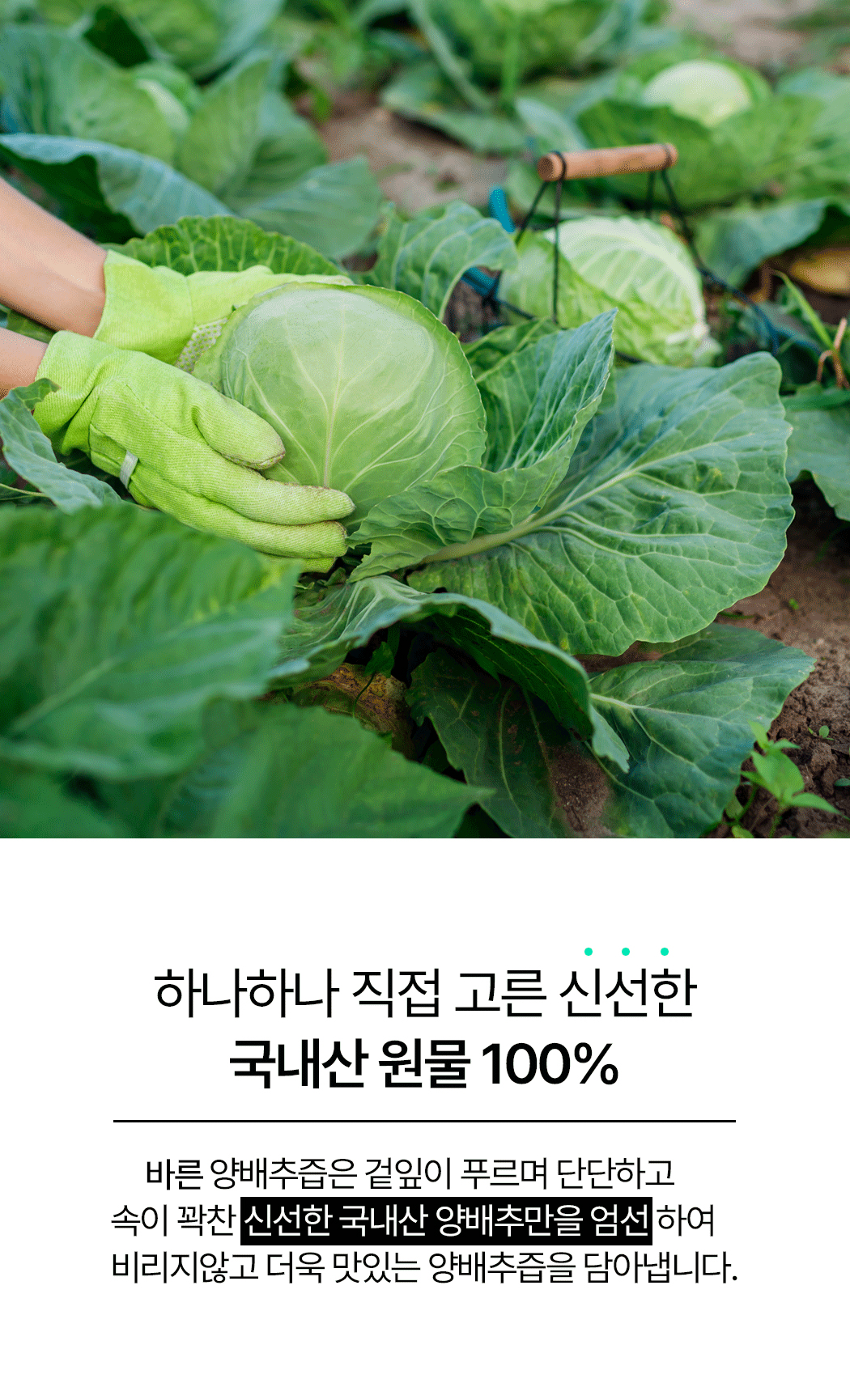 cabbage_05.jpg