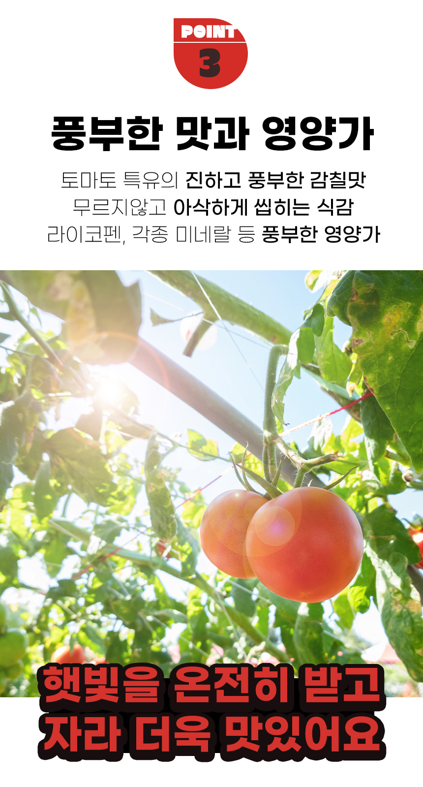 상세_완숙토마토_08.jpg