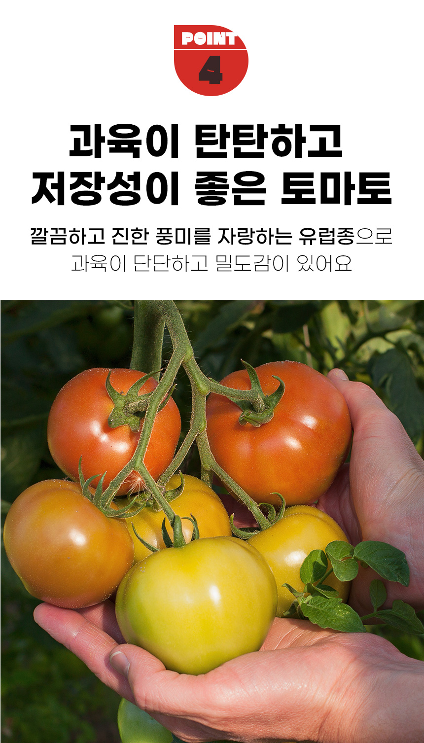 상세_완숙토마토_09.jpg